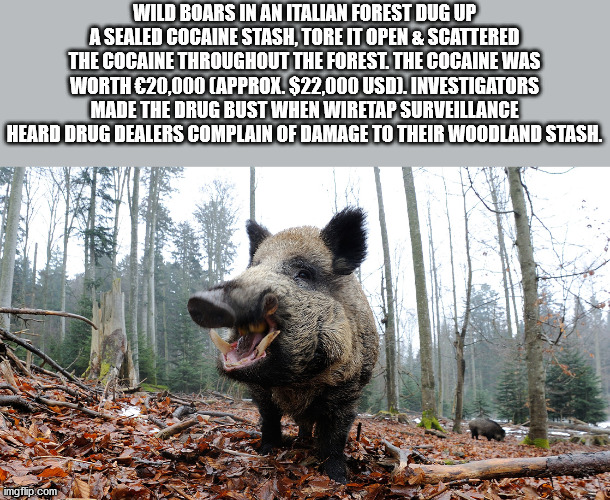 Wild boar - Wild Boars In An Italian Forest Dug Up A Sealed Cocaine Stash, Tore It Open & Scattered The Cocaine Throughout The Forest. The Cocaine Was Worth 20,000 Approx. $22,000 Usd. Investigators Made The Drug Bust When Wiretap Surveillance Heard Drug 