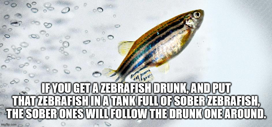 thought you were never coming - 0 0 0 If You Get A Zebrafish Drunk, And Put That Zebrafish In A Tank Full Of Sober Zebrafish, The Sober Ones Will The Drunk One Around. mgrip.com