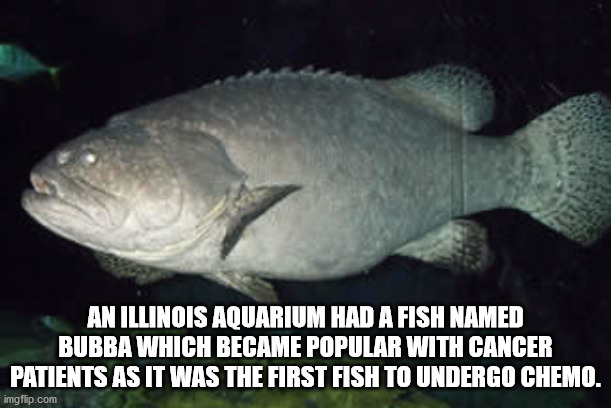 bubba grouper - An Illinois Aquarium Had A Fish Named Bubba Which Became Popular With Cancer Patients As It Was The First Fish To Undergo Chemo. imgflip.com