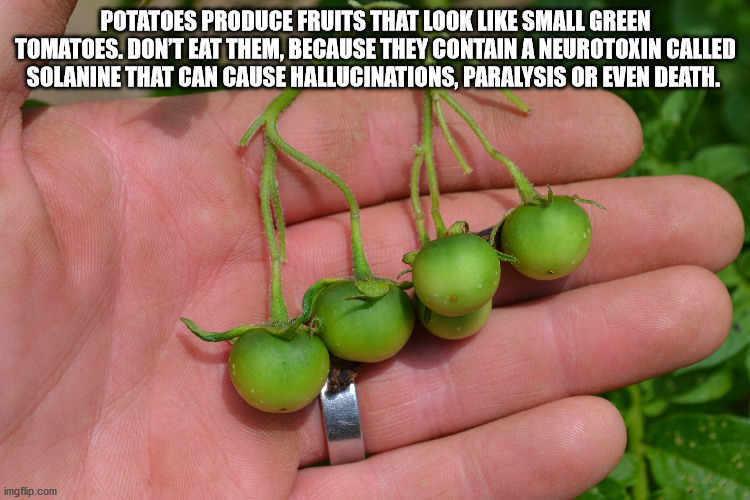 local food - Potatoes Produce Fruits That Look Small Green Tomatoes. Don'T Eat Them, Because They Contain A Neurotoxin Called Solanine That Can Cause Hallucinations, Paralysis Or Even Death. imgflip.com