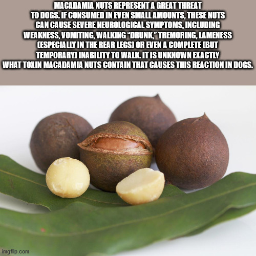 superfood - Macadamia Nuts Represent A Great Threat To Dogs. If Consumed In Even Small Amounts, These Nuts Can Cause Severe Neurological Symptoms, Including Weakness, Vomiting, Walking Drunk," Tremoring, Lameness Especially In The Rear Legs Or Even A Comp