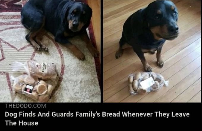 Colla Thedodo.Com Dog Finds And Guards Family's Bread Whenever They Leave The House