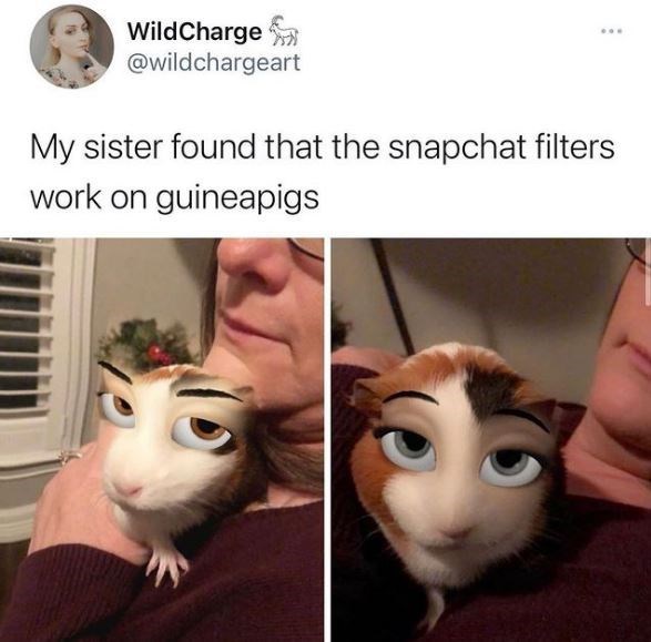 cat - WildCharger My sister found that the snapchat filters work on guineapigs