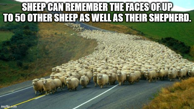 trump leading his sheep - Sheep Can Remember The Faces Of Up To 50 Other Sheep As Well As Their Shepherd. imgflip.eom
