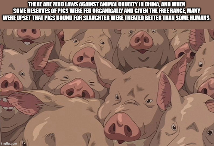 spirited away pig pen - There Are Zero Laws Against Animal Cruelty In China, And When Some Reserves Of Pigs Were Fed Organically And Given The Free Range, Many Were Upset That Pigs Bound For Slaughter Were Treated Better Than Some Humans. imgflip.com