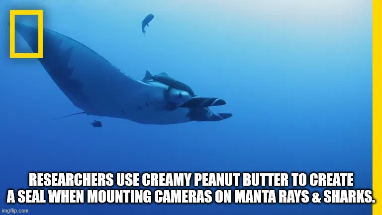 peanut butter jelly time - Researchers Use Creamy Peanut Butter To Create A Seal When Mounting Cameras On Manta Rays & Sharks. imgflip.com