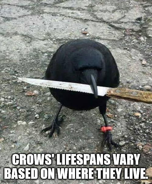 crow knife meme - Crows' Lifespans Vary Based On Where They Live. imgflip.com