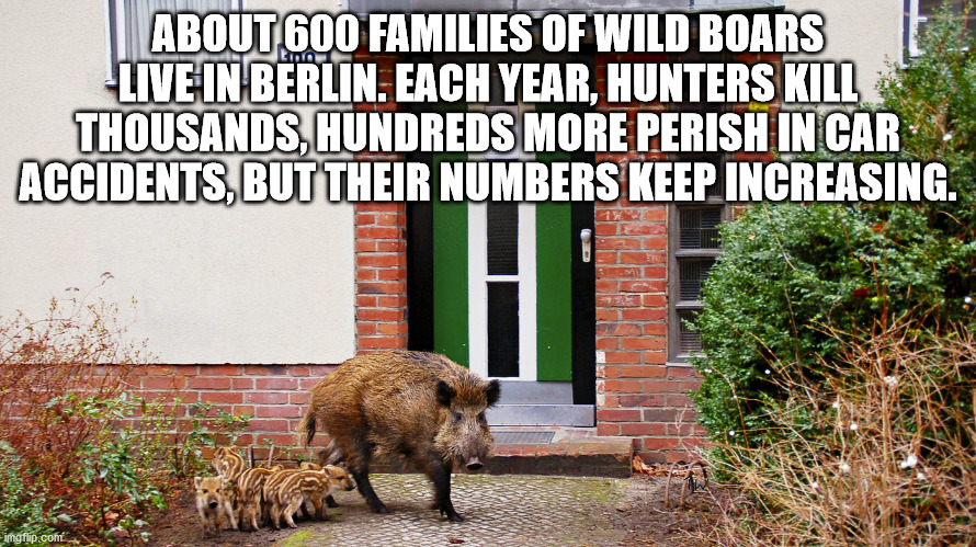 wild boars berlin - About 600 Families Of Wild Boars Live In Berlin. Each Year, Hunters Kill Thousands, Hundreds More Perish In Car Accidents, But Their Numbers Keep Increasing. imgflip.com