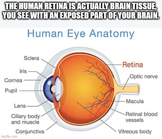 you mean to tell me - The Human Retina Is Actually Brain Tissue, You See With An Exposed Part Of Your Brain. Human Eye Anatomy Sclera Retina Optic nerve Iris Cornea Pupil Macula Lens Ciliary body and muscle Conjunctiva Retinal blood vessels Vitreous body 