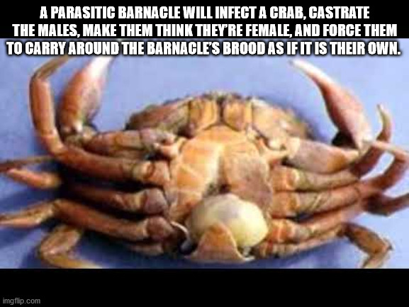 dungeness crab - A Parasitic Barnacle Will Infect A Crab, Castrate The Males, Make Them Think They'Re Female, And Force Them To Carry Around The Barnacle'S Brood As If It Is Their Own. imgflip.com