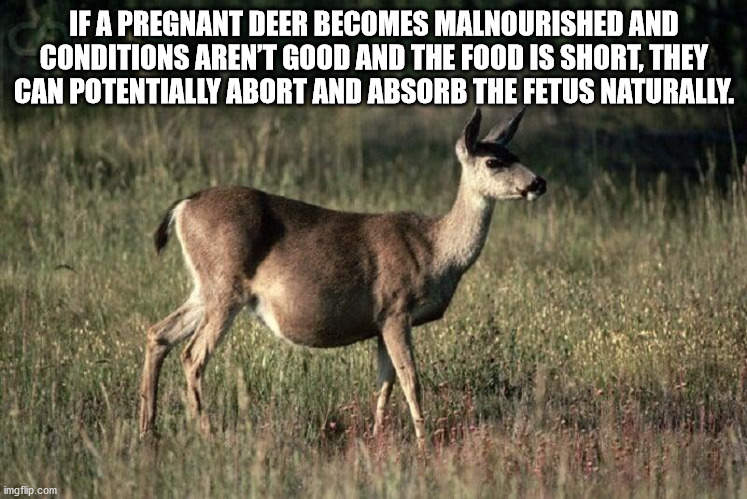 wildlife - If A Pregnant Deer Becomes Malnourished And Conditions Aren'T Good And The Food Is Short, They Can Potentially Abort And Absorb The Fetus Naturally. imgflip.com