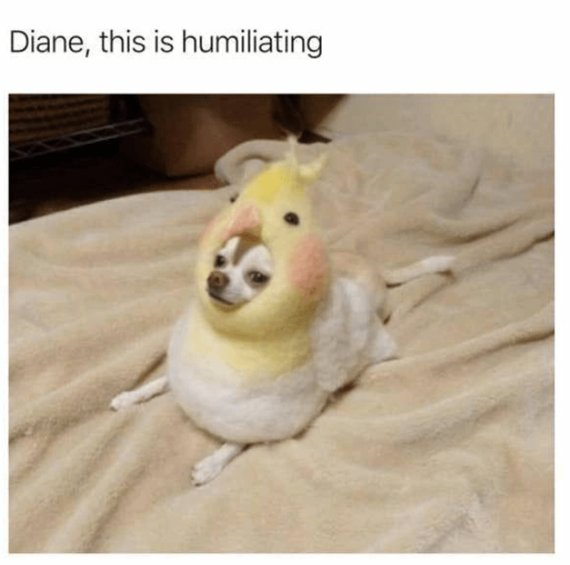 dogs out of context - Diane, this is humiliating