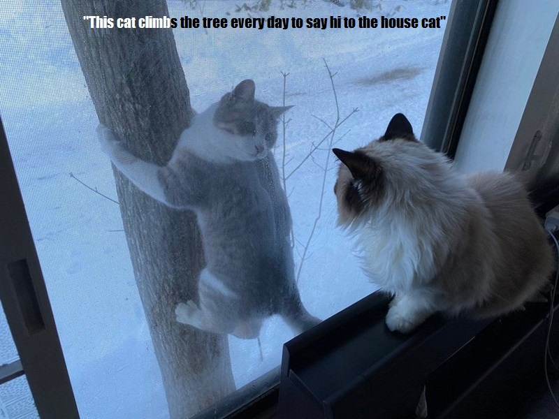 Cat - "This cat climbs the tree every day to say hi to the house cat"