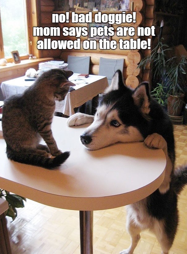 cat watching dog - no! bad doggie! mom says pets are not allowed on the table!