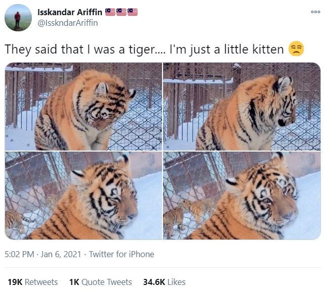 tiger - 000 Isskandar Ariffin They said that I was a tiger.... I'm just a little kitten Twitter for iPhone 19K 1K Quote Tweets