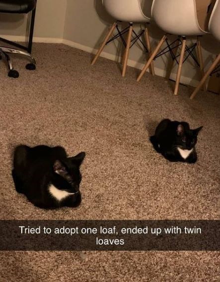 whiskers - Tried to adopt one loaf, ended up with twin loaves