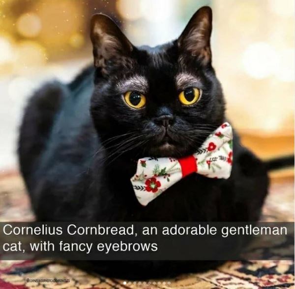 cornelius cornbread cat - Cornelius Cornbread, an adorable gentleman cat, with fancy eyebrows Coloridrowo