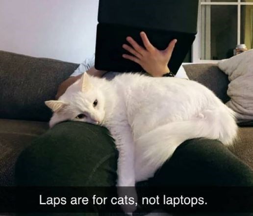 photo caption - Laps are for cats, not laptops.