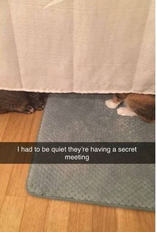 floor - I had to be quiet they're having a secret meeting