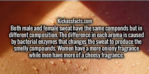 close up - KickassFacts.com Both male and female sweat have the same componds but in different composition. The difference in each aroma is caused by bacterial enzymes that changes the sweat to produce the smelly compounds. Women have a more oniony fragra