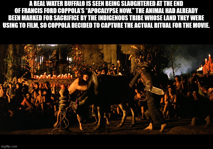 darkness - A Real Water Buffalo Is Seen Being Slaughtered At The End Of Francis Ford Coppola'S Apocalypse Now." The Animal Had Already Been Marked For Sacrifice By The Indigenous Tribe Whose Land They Were Using To Film, So Coppola Decided To Capture The 