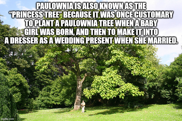 arjun tree - Paulownia Is Also Known As The "Princess Tree Because It Was Once Customary To Plant A Paulownia Tree When A Baby Girl Was Born, And Then To Make It Into A Dresser As A Wedding Present When She Married. og flip.com