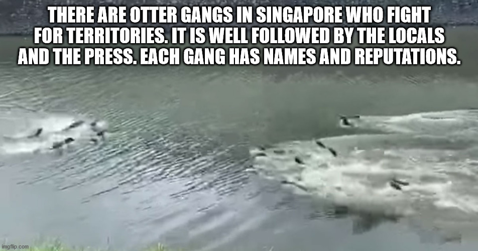 wind wave - There Are Otter Gangs In Singapore Who Fight For Territories. It Is Well ed By The Locals And The Press. Each Gang Has Names And Reputations. imgflip.com