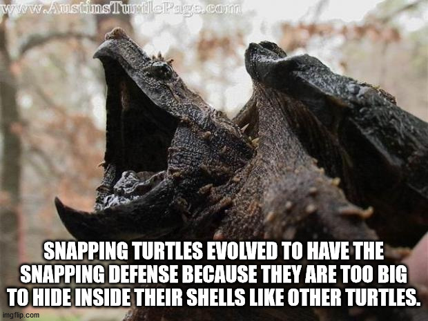 heavy metal turtle - Snapping Turtles Evolved To Have The Snapping Defense Because They Are Too Big To Hide Inside Their Shells Other Turtles. imgflip.com