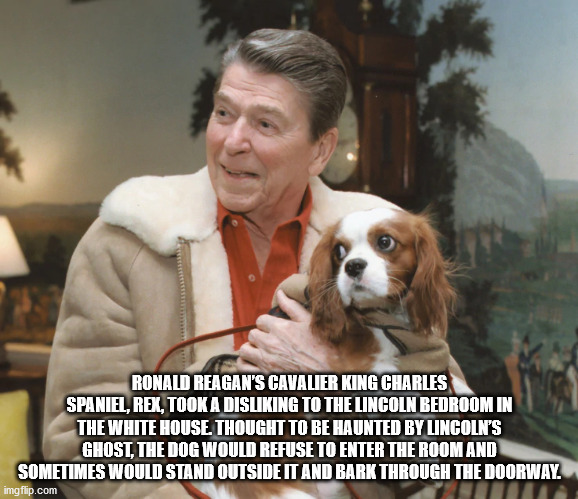 ronald reagans dog - Ronald Reagan'S Cavalier King Charles Spaniel, Rex, Took A Disliking To The Lincoln Bedroom In The White House. Thought To Be Haunted By Lincoln'S Ghost, The Dog Would Refuse To Enter The Room And Sometimes Would Stand Outside It And 