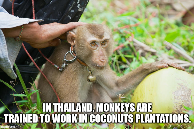 fauna - In Thailand, Monkeys Are Trained To Work In Coconuts Plantations. imgflip.com