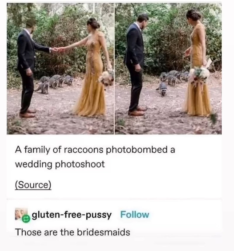 goblincore wedding - A family of raccoons photobombed a wedding photoshoot Source glutenfreepussy Those are the bridesmaids