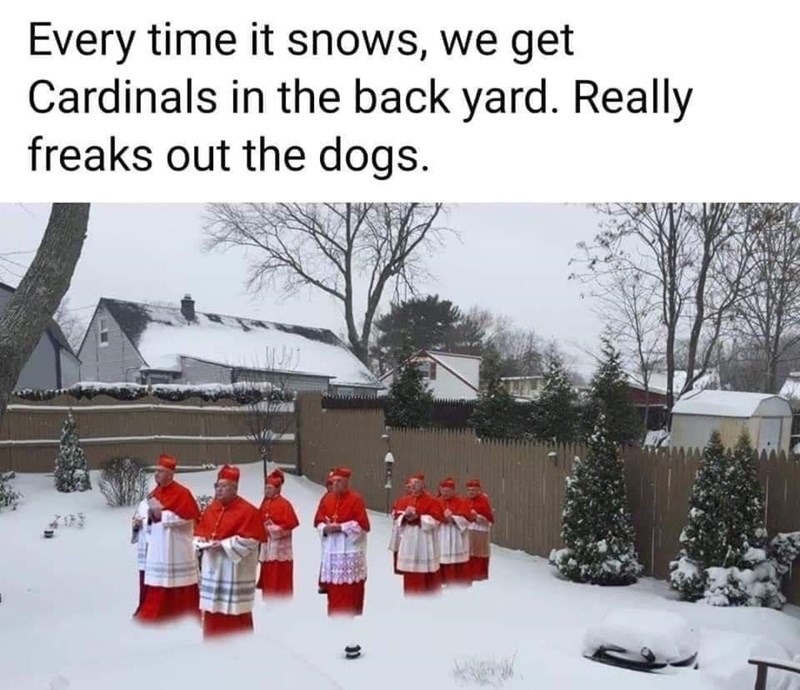 cardinals in backyard meme - Every time it snows, we get Cardinals in the back yard. Really freaks out the dogs.