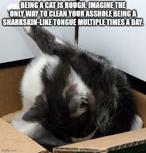 Being A Cat Is Rough. Imagine The Only Way To Clean Your Asshole Being A Sharkskin Tongue Multiple Times A Day. imgflip.com