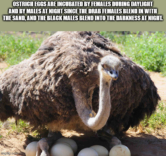 biggest bird egg - Ostrich Eggs Are Incubated By Females During Daylight And By Males At Night Since The Drab Females Blend In With The Sand, And The Black Males Blend Into The Darkness At Nighl imgflip.com
