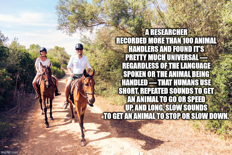 horseback riding couple - A Researcher Recorded More Than 100 Animal Handlers And Found It'S Pretty Much Universal Regardless Of The Language Spoken Or The Animal Being Handled That Humans Use Short, Repeated Sounds To Get An Animal To Go Or Speed Up, And
