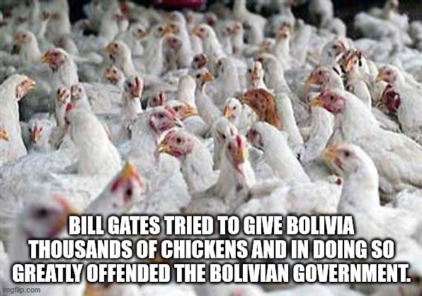 photo caption - Bill Gates Tried To Give Bolivia Thousands Of Chickens And In Doing So Greatly Offended The Bolivian Government. imgflip.com