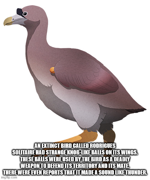 beak - An Extinct Bird Called Rodrigues Solitaire Had Strange Knob Balls On Its Wings. These Balls Were Used By The Bird As A Deadly Weapon To Defend Its Territory And Its Mate. There Were Even Reports That It Made A Sound Thunder. imgflip.com