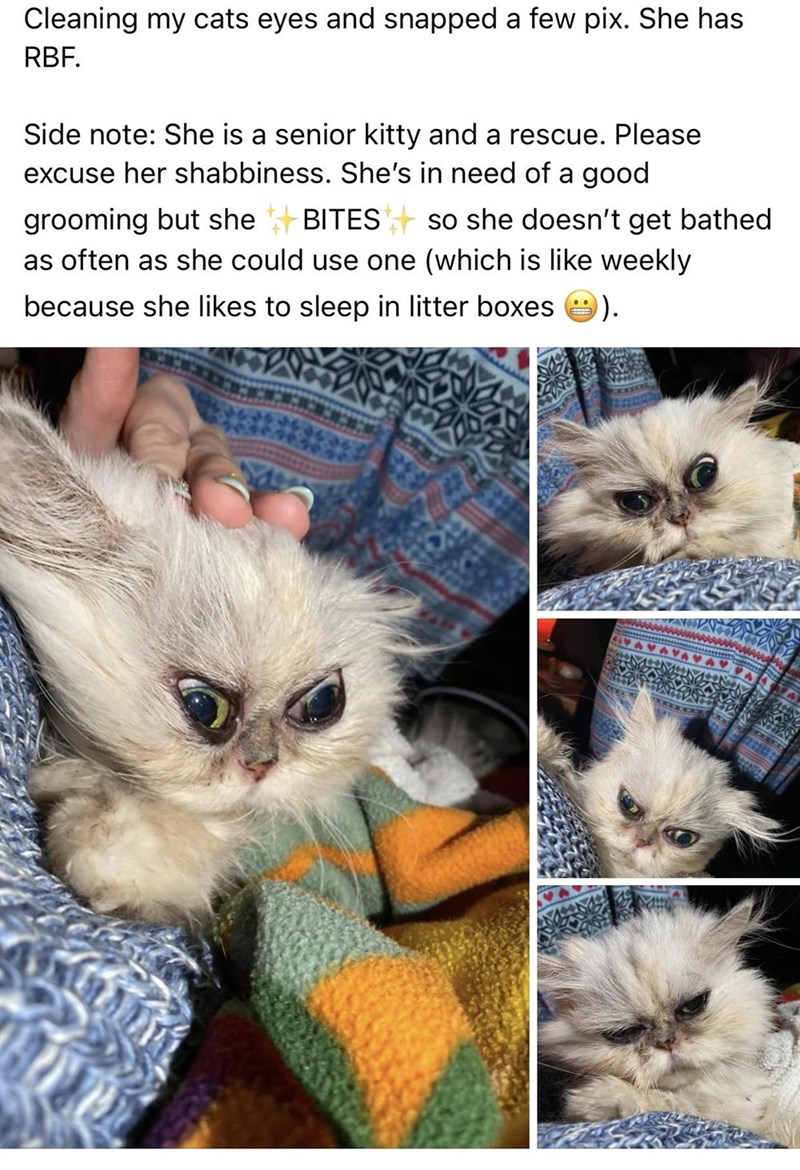 photo caption - Cleaning my cats eyes and snapped a few pix. She has Rbf. Side note She is a senior kitty and a rescue. Please excuse her shabbiness. She's in need of a good grooming but she Bites so she doesn't get bathed as often as she could use one wh