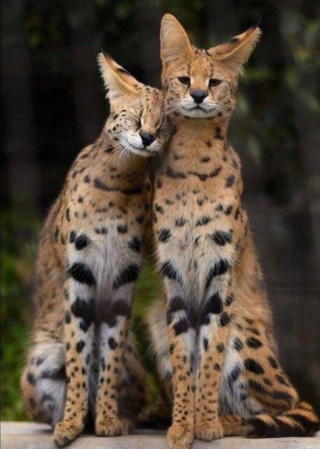 serval couple