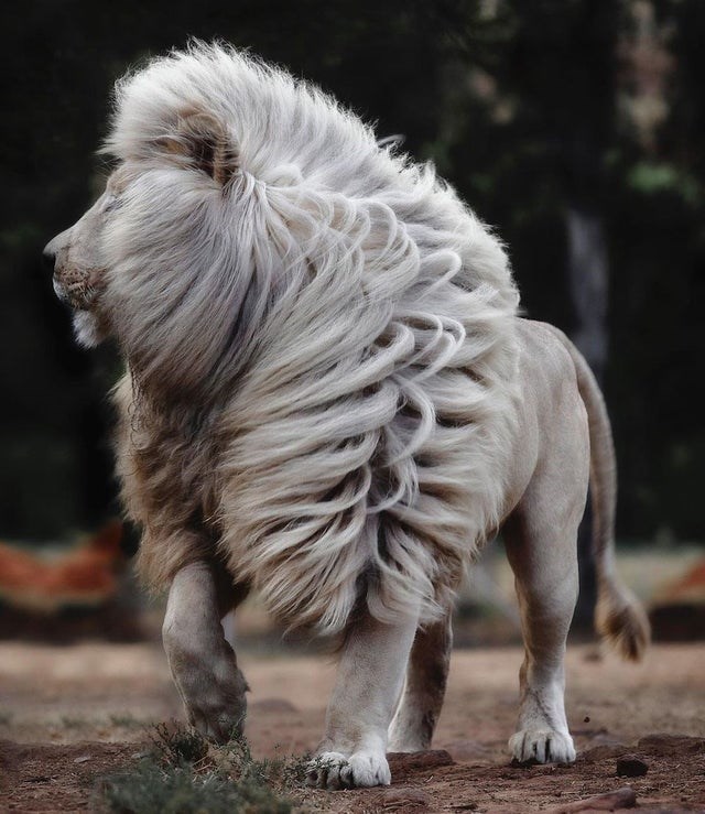moya white lion