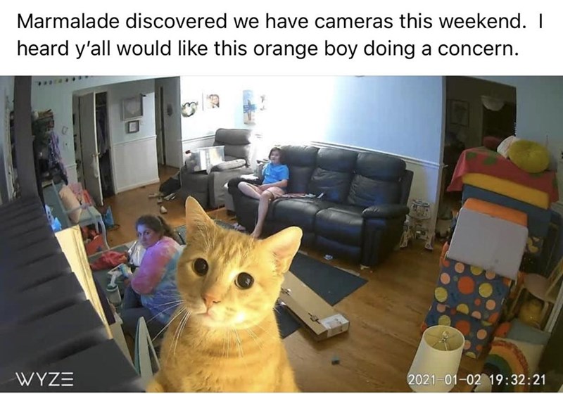 room - Marmalade discovered we have cameras this weekend. I heard y'all would this orange boy doing a concern. Wyze 21