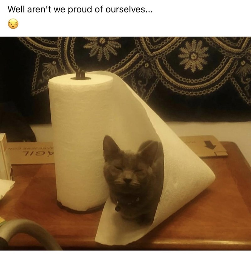 cat - Well aren't we proud of ourselves... soos