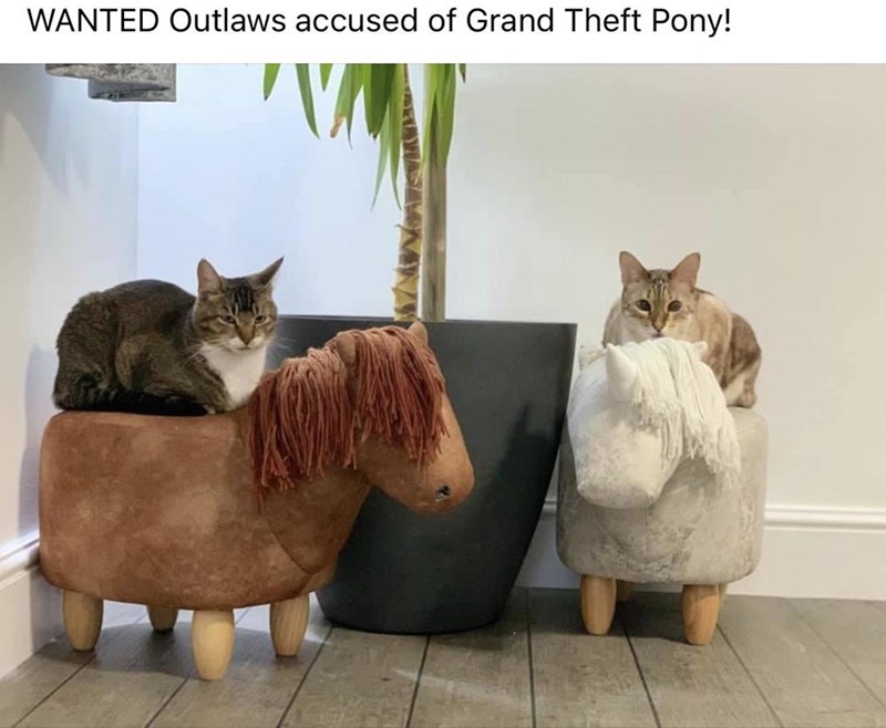 cat - Wanted Outlaws accused of Grand Theft Pony!
