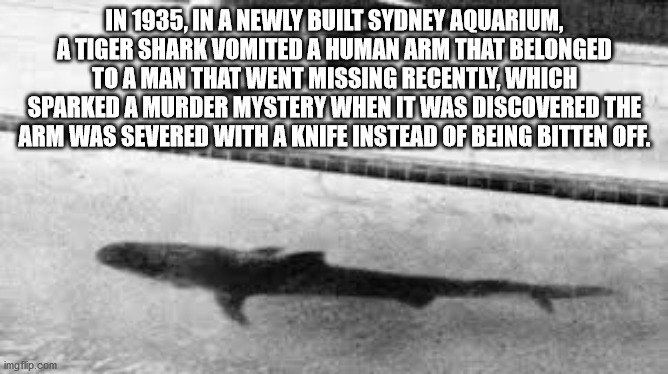 monochrome photography - In 1935, In A Newly Built Sydney Aquarium, A Tiger Shark Vomited A Human Arm That Belonged To A Man That Went Missing Recently, Which Sparked A Murder Mystery When It Was Discovered The Arm Was Severed With A Knife Instead Of Bein