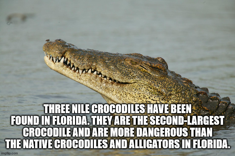 indoor rowing - Three Nile Crocodiles Have Been Found In Florida. They Are The SecondLargest Crocodile And Are More Dangerous Than The Native Crocodiles And Alligators In Florida. imgflip.com