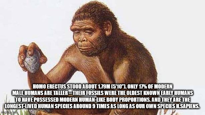 homo habilis - Homo Erectus Stood About 179M 5'10". Only 17% Of Modern Male Humans Are Taller Their Fossils Were The Oldest Known Early Humans To Have Possessed Modern Human Body Proportions. And They Are The LongestLived Human Species Around 9 Times As L