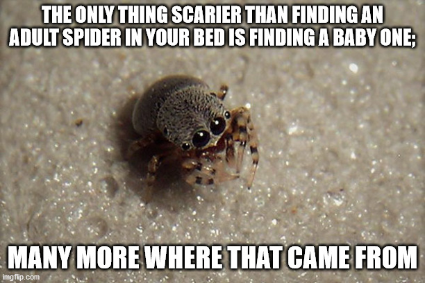 fauna - The Only Thing Scarier Than Finding An Adult Spider In Your Bed Is Finding A Baby One; Many More Where That Came From imgflip.com