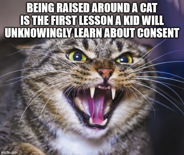 zoom memes - Being Raised Around A Cat Is The First Lesson A Kid Will Unknowingly Learn About Consent imgflip.com