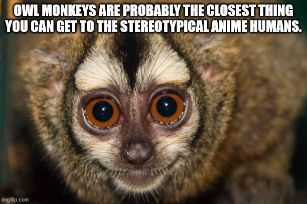 fauna - Owl Monkeys Are Probably The Closest Thing You Can Get To The Stereotypical Anime Humans. imgflip.com