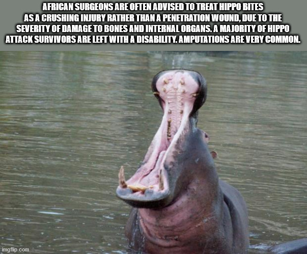 hippo open mouth 180 degrees - African Surgeons Are Often Advised To Treat Hippo Bites As A Crushing Injury Rather Than A Penetration Wound, Due To The Severity Of Damage To Bones And Internal Organs. A Majority Of Hippo Attack Survivors Are Left With A D